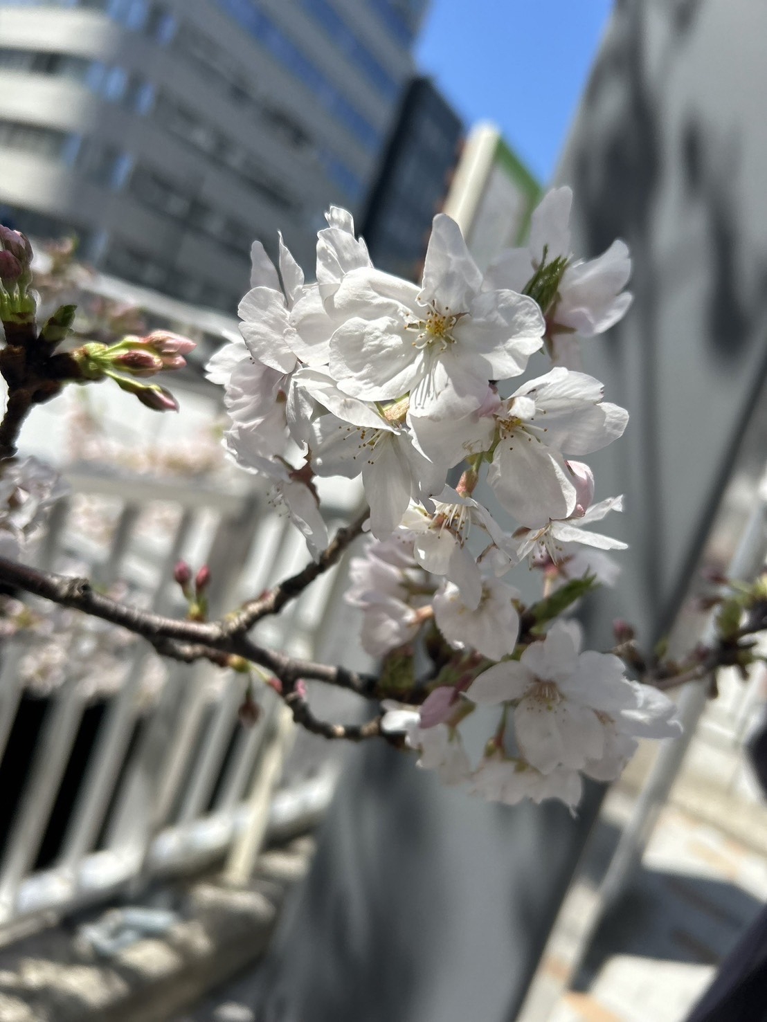 桜