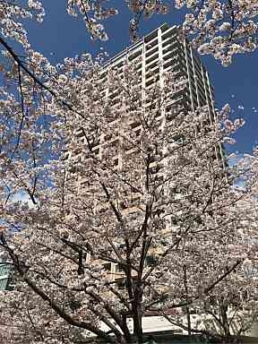 目黒川の桜